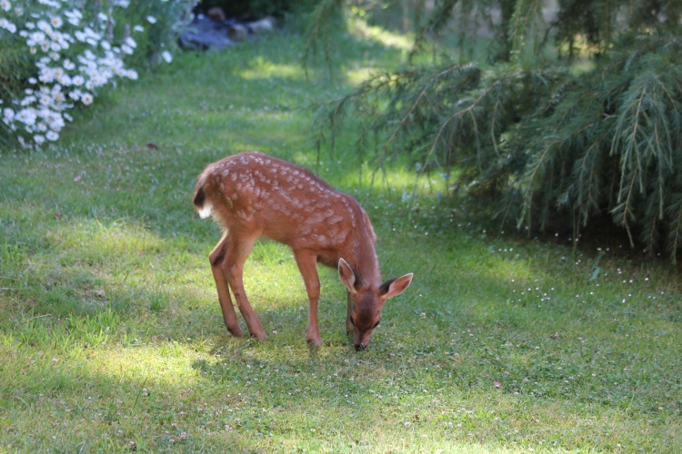 Young Fawn